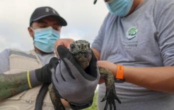 El técnico en manejo de recursos pesqueros y especialista en el monitoreo de ecosistemas marinos en el Parque Nacional Galápagos, Alberto Proaño (d), realiza un registro de las iguanas marinas, el 8 de febrero de 2022, en la isla Santa Cruz (Ecuador).