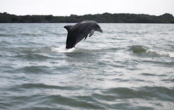 Delfines del Golfo de Guayaquil