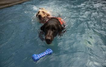 Dos perros realizan ejercicios de hidroterapia en una piscina en La Escuela Canina de Nicaragua hoy, en Managua (Nicaragua).