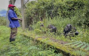 Claude-Sylvestre Libaku, uno de los trabajadores más veteranos del centro de rehabilitación de primates de Lwiro, observa a los chimpancés del santuario. El santuario también es el hogar de otros 112 chimpancés, todos incautados de los cazadores furtivos.