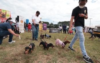 Guayaquil fiestas julianas caninos
