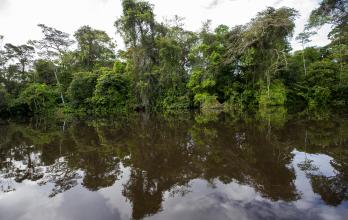 Vista de las orillas de la Laguna Grande de Cuyabeno, el 28 de mayo de 2022 en el Parque Nacional Yasuní (Ecuador).