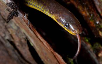 Investigaciones_Biología_Ecuador_Serpientes