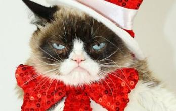 4 realgrumpycat