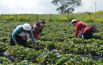 Intercultural_Tungurahua_Etnia kichwas_Chibuleo