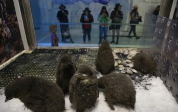 Mundo_Fauna urbana_Zoológico de Guadalajara _Pingüinos Adelia