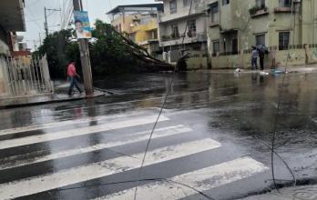 arbol caido lluvia