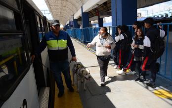 Perros- seguridad- transporte