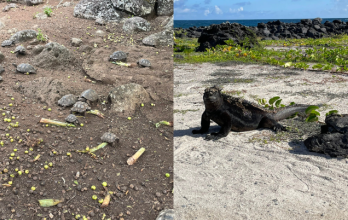 iguana marina y tortugas de galápagos