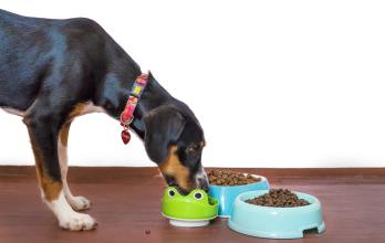 Las mascotas deben ingerir comida rica en nutrientes