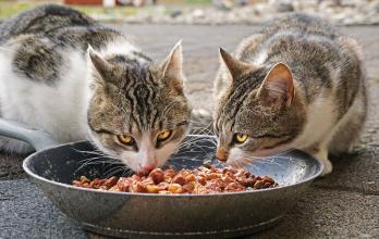 La comida para gatos debe ser de alta calidad