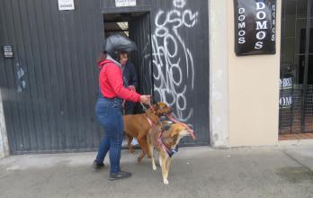 Mascotas_Riobamba_Tren canino