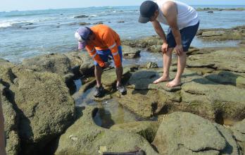 Los turistas buscan conchas en medio de las rocas