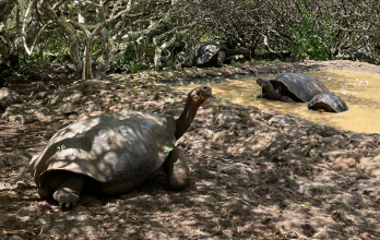 tortugas galápagos