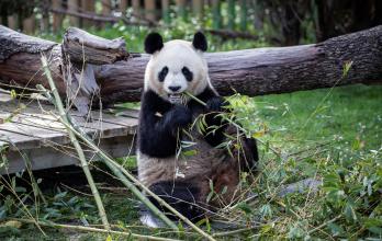 Los pandas Jin Xi y Zhu Yu viajan ya desde China a España