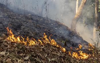 Al menos doce muertos por incendios forestales en Nepal en el último mes