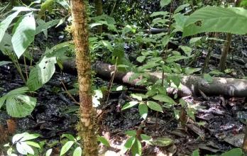 HUELLAS DEL PETRÓLEO DERRAMADO EN LA AMAZONÍA