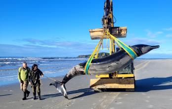 Hallan el cadáver de la que podría ser la ballena más rara del mundo en Nueva Zelanda