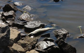 Nuevas muertes masivas de peces en el río Óder despiertan la alarma ecológica