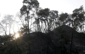 Incendio forestal en Grecia