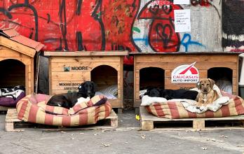 Mundo, Georgia, Tiflis, una urbe amable con sus perros callejeros