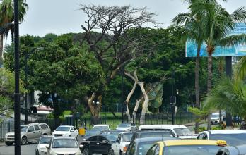ARBOL MUERTO (14150025)