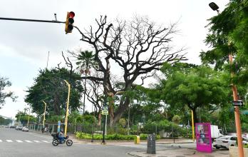 ARBOL MUERTO (14151476)