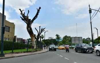 ARBOL MUERTO (14151475)