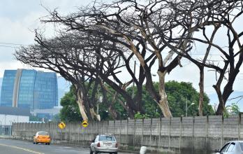 ARBOL MUERTO (14151484)