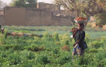 Una mujer acarrea un barreño lleno de fresas recolectadas en un huerto en la capital de Burkina Faso, Uagadugú.