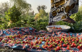Fresas recogidas en un huerto en la capital de Burkina Faso, Uagadugú.