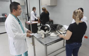 PERRITOS 1