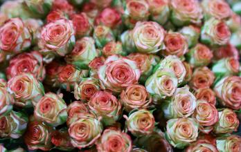 Fotografía de rosas en la florícola Esmeralda Farms, el 29 de abril de 2025 en el sector del Quinche (Ecuador).