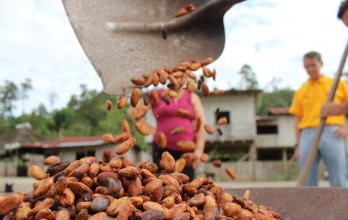 cacao+Ecuador+precio+6 de mayo+tonelada+quintal
