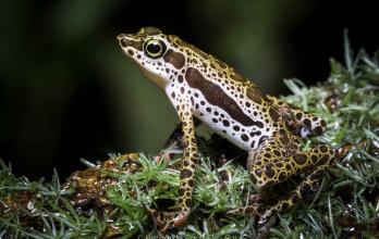 ranas