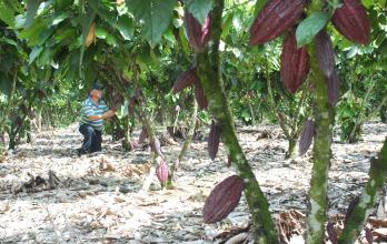 Unión Europea+Ley forestal+Ecuador+cacao+café