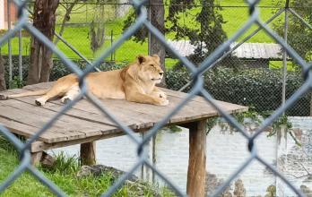 zoologico