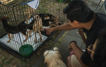 Perritos