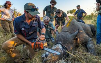 Operación de descornado - región del Gran Kruger - rinoceronte blanco descornado.