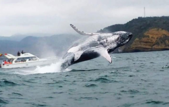 Ballena jorobada.