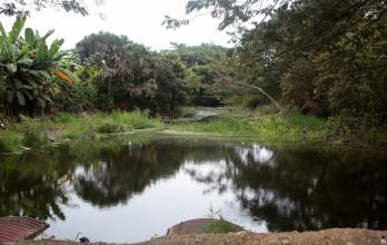 Chongón