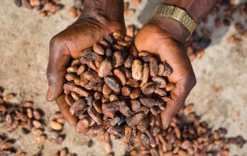 frutos de cacao