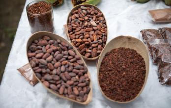 frutos de cacao