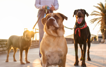 Pasear perros