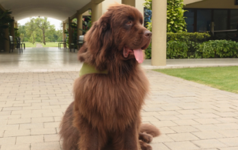 Chybby, el perro del parque de la paz
