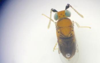 Avispita cochinilla