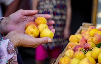 mujer vende albaricoques
