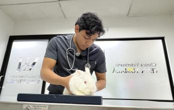 VETERINARIO