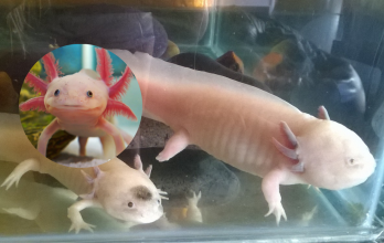 Axolote