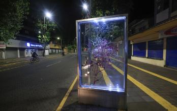 INSEGURIDAD EN LA MARISCAL